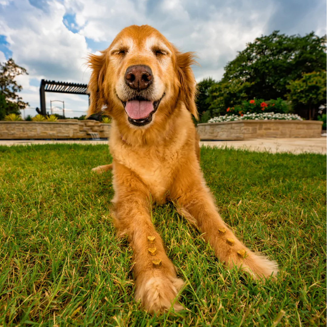 happy golden retriever laying down on the lawn